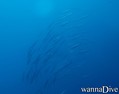 scuba diving photo