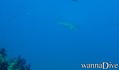 scuba diving photo