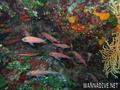 scuba diving photo