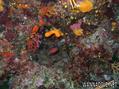 scuba diving photo