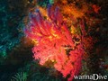 scuba diving photo