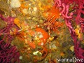 scuba diving photo