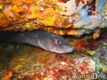 scuba diving photo