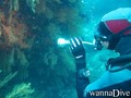 scuba diving photo