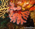 scuba diving photo