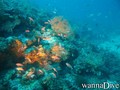scuba diving photo
