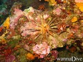 scuba diving photo