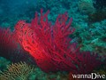 scuba diving photo