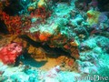 scuba diving photo