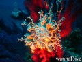 scuba diving photo