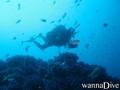 scuba diving photo