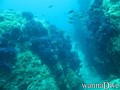 scuba diving photo