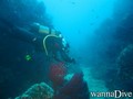 scuba diving photo