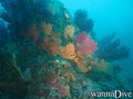 scuba diving photo