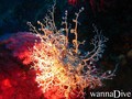 scuba diving photo