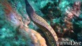scuba diving photo