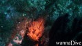 scuba diving photo
