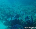 scuba diving photo