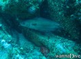 scuba diving photo
