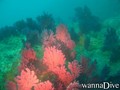scuba diving photo