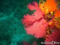 scuba diving photo