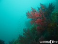 scuba diving photo