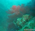 scuba diving photo