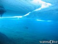 scuba diving photo