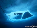 foto de buceo
