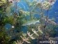scuba diving photo