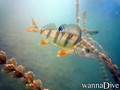 scuba diving photo