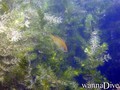 scuba diving photo