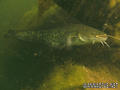 scuba diving photo