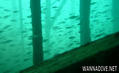 scuba diving photo