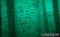 scuba diving photo