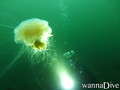 scuba diving photo