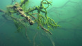 scuba diving photo