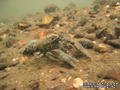 scuba diving photo