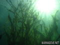 scuba diving photo