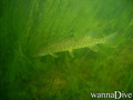 scuba diving photo