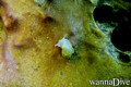 scuba diving photo