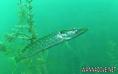 scuba diving photo