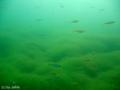 scuba diving photo