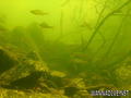 scuba diving photo