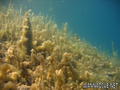 scuba diving photo
