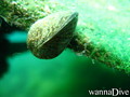 scuba diving photo