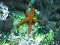 scuba diving photo