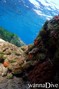 scuba diving photo
