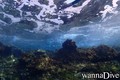 scuba diving photo