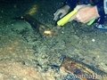 scuba diving photo